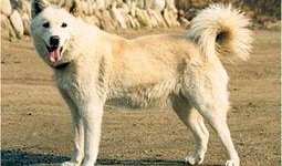 狼狗最新爆料网站,揭秘娱乐圈不为人知的秘密