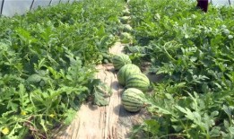 潍坊吃瓜最新爆料视频大全,最新爆料视频大盘点