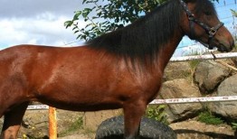 马黑爆料最新视频下载,深度解析行业内幕