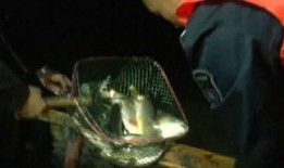 最新偷鱼爆料事件视频,最新进展及现场实况解析